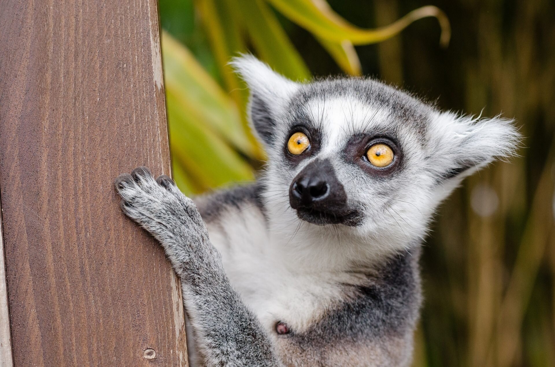 Lemur katta na drzewie na Madagaskarze