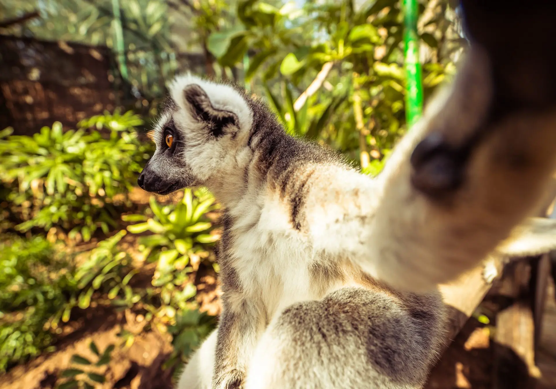 lemur