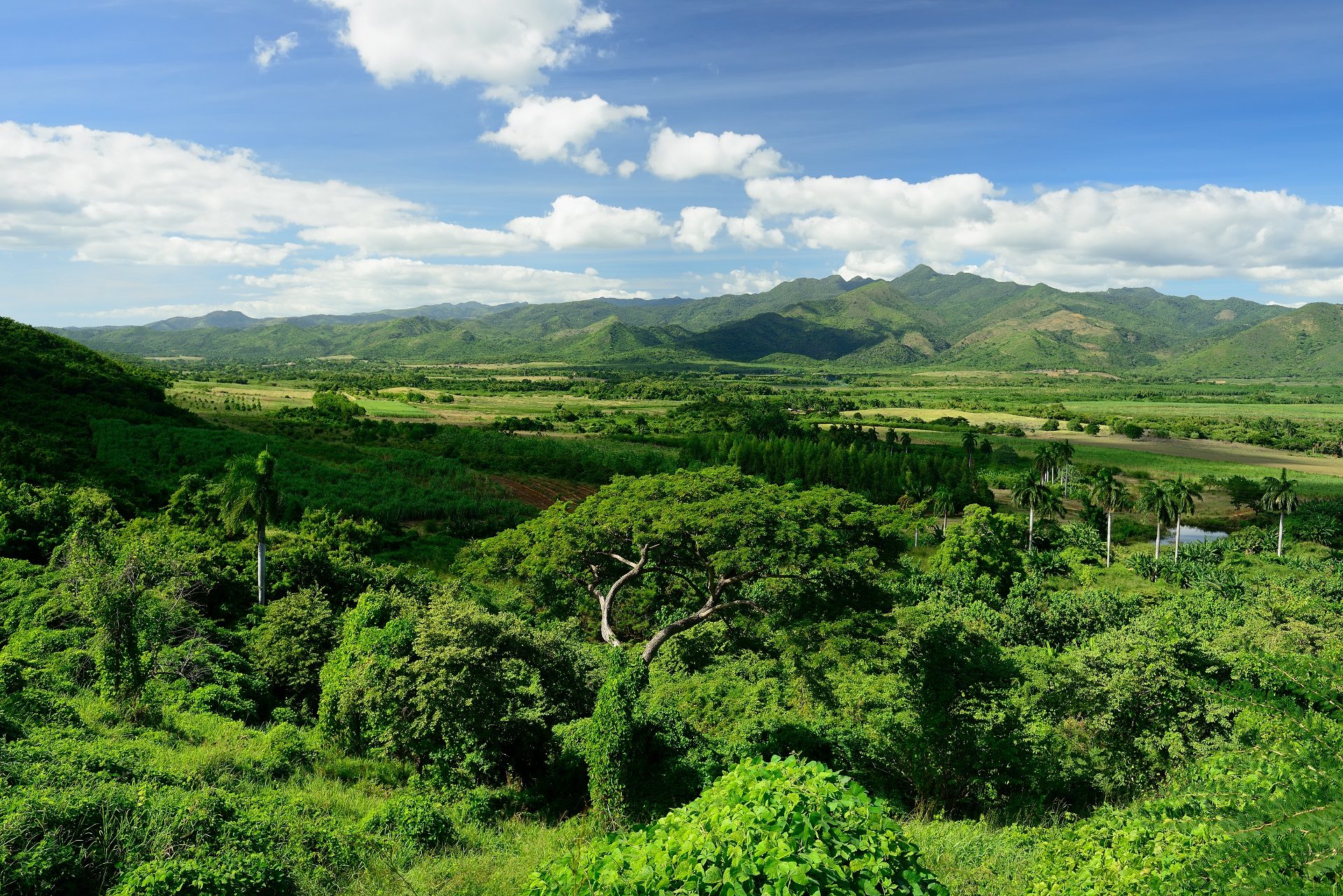 Plantacje trzciny cukrowej, Valle de los Ingenios, Kuba, Dolina Młynów Cukrowych, wycieczka na Kubę, blog itaki