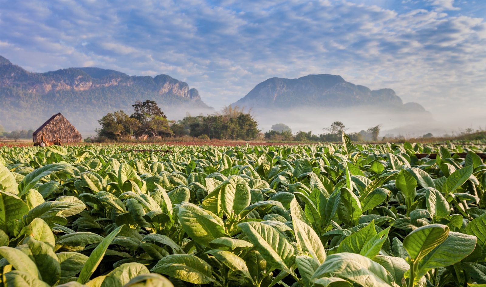 Dolina Vinales, wycieczka na Kubę, plantacje tytoniu, produkcja kubańskich cygar, Valle de Vinales