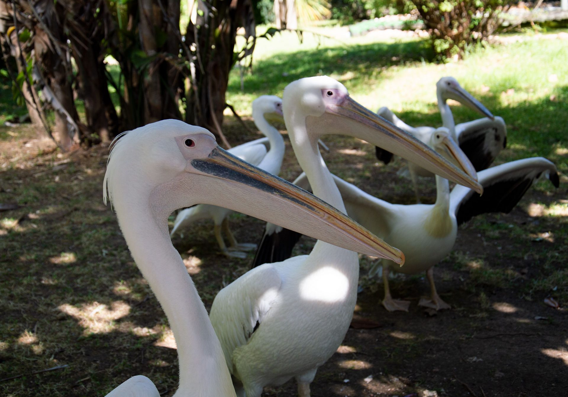 Pelikany w lizbońskim zoo są na wyciągnięcie ręki