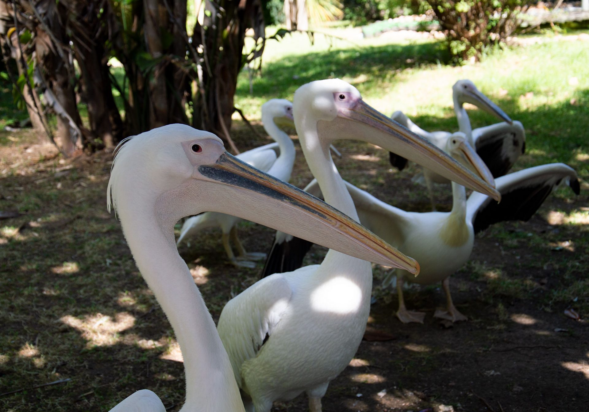 Pelikany w lizbońskim zoo są na wyciągnięcie ręki