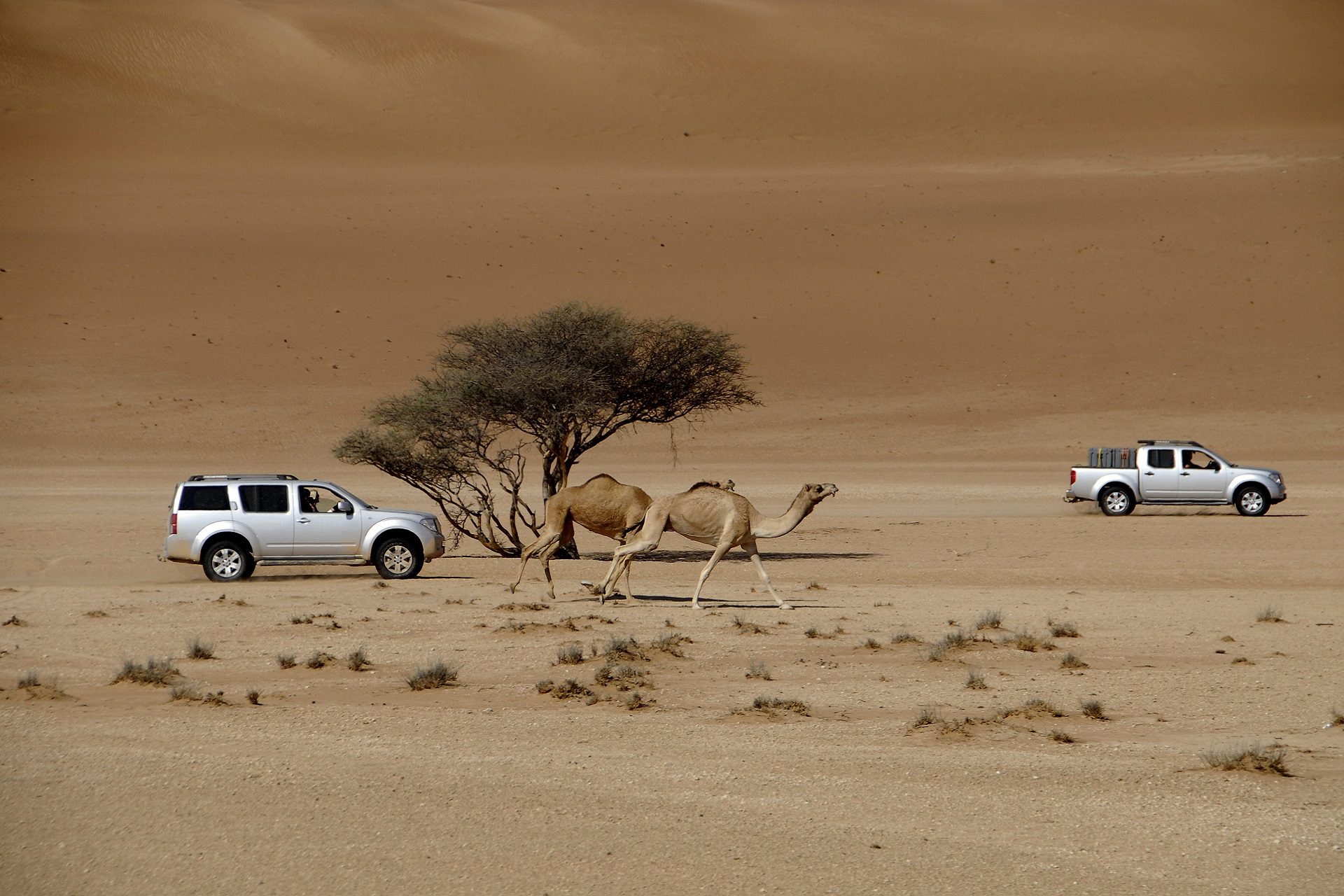 Terenowe samochody i wielbłądy na pustyni Wahiba w Omanie