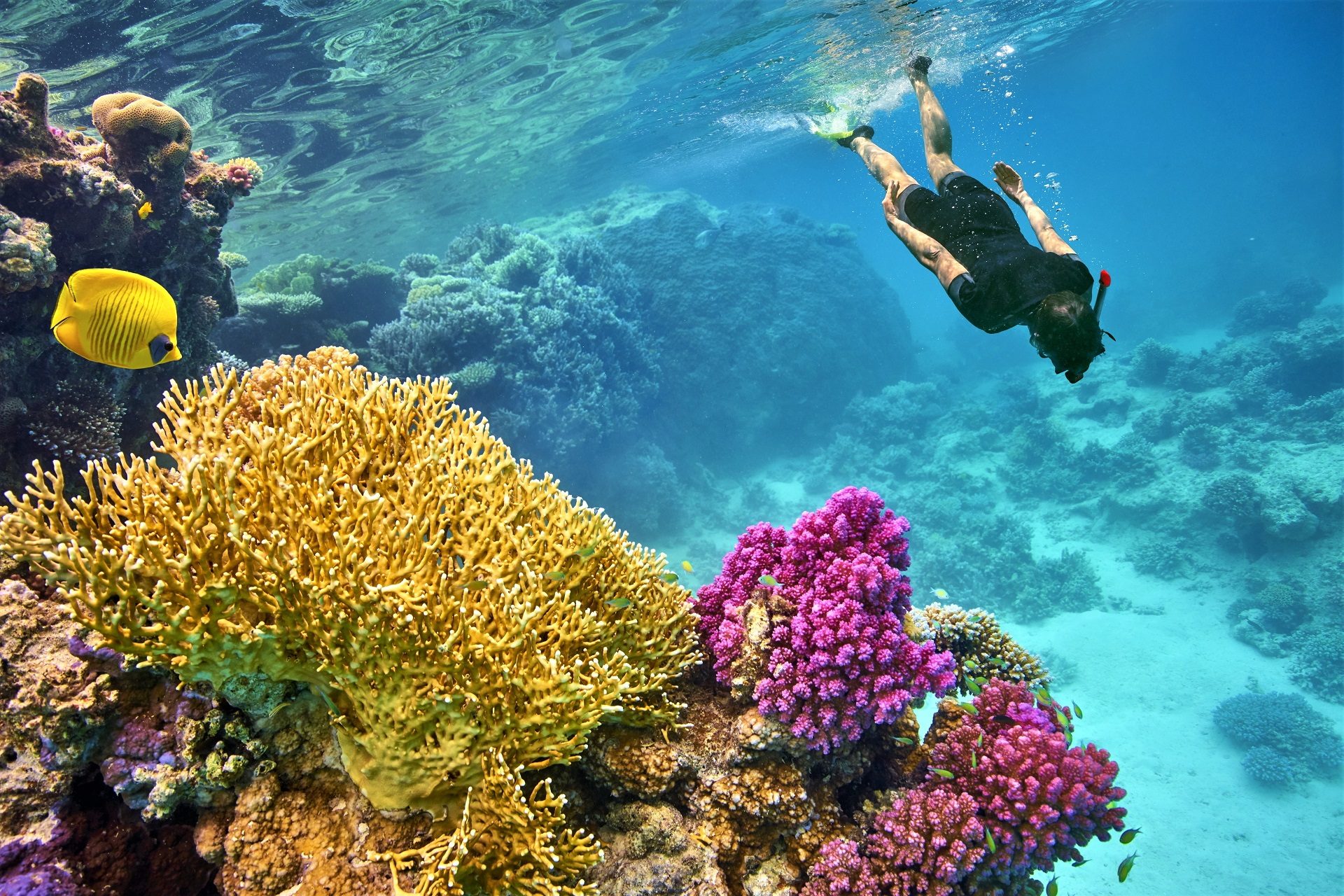 osoba uprawiająca snorkeling przy rafie koralowej w Egipcie