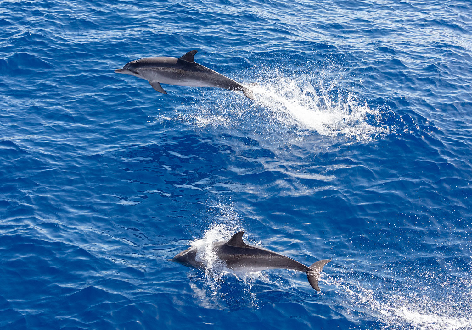 Delfiny na Teneryfie