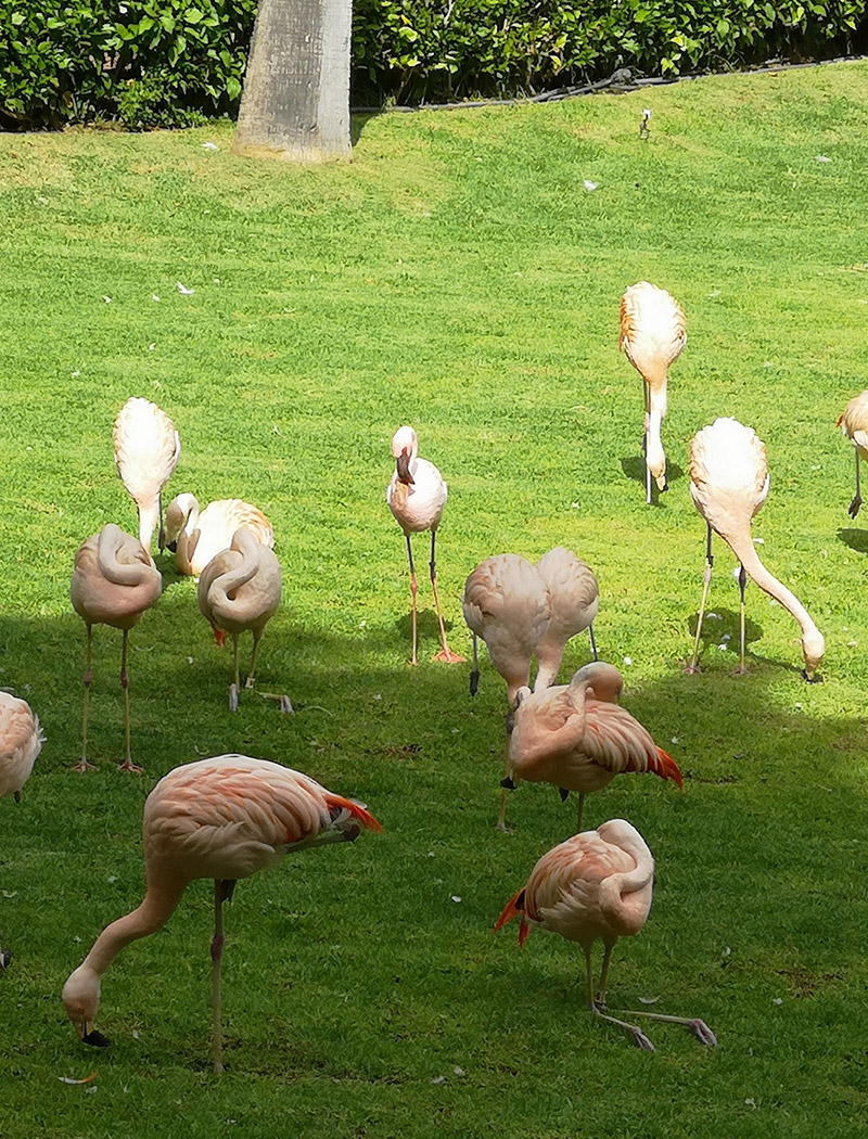 Loro Parque