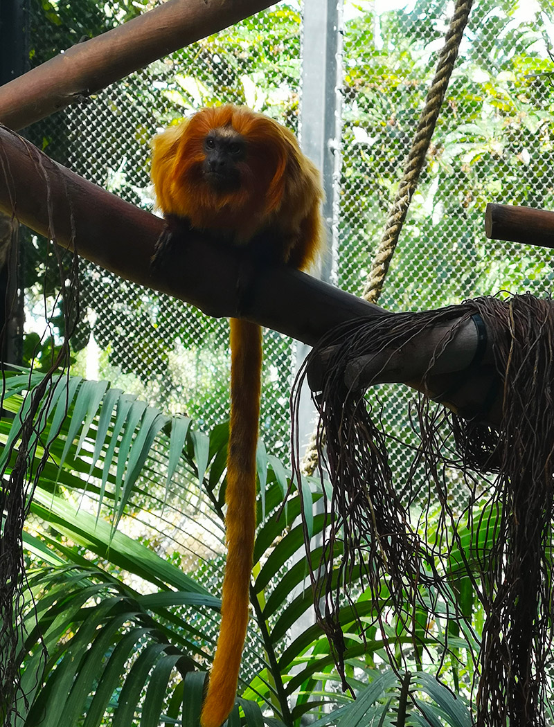 Loro Parque