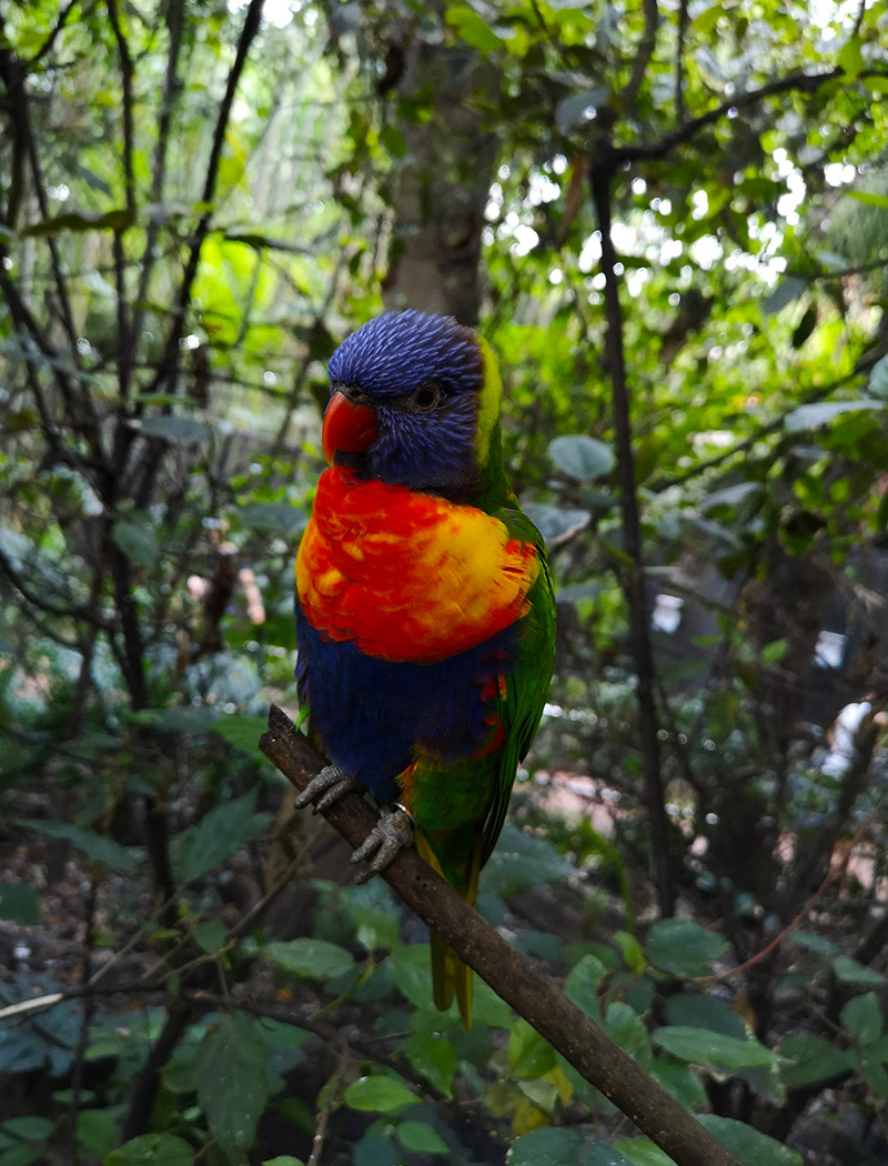 Loro Parque