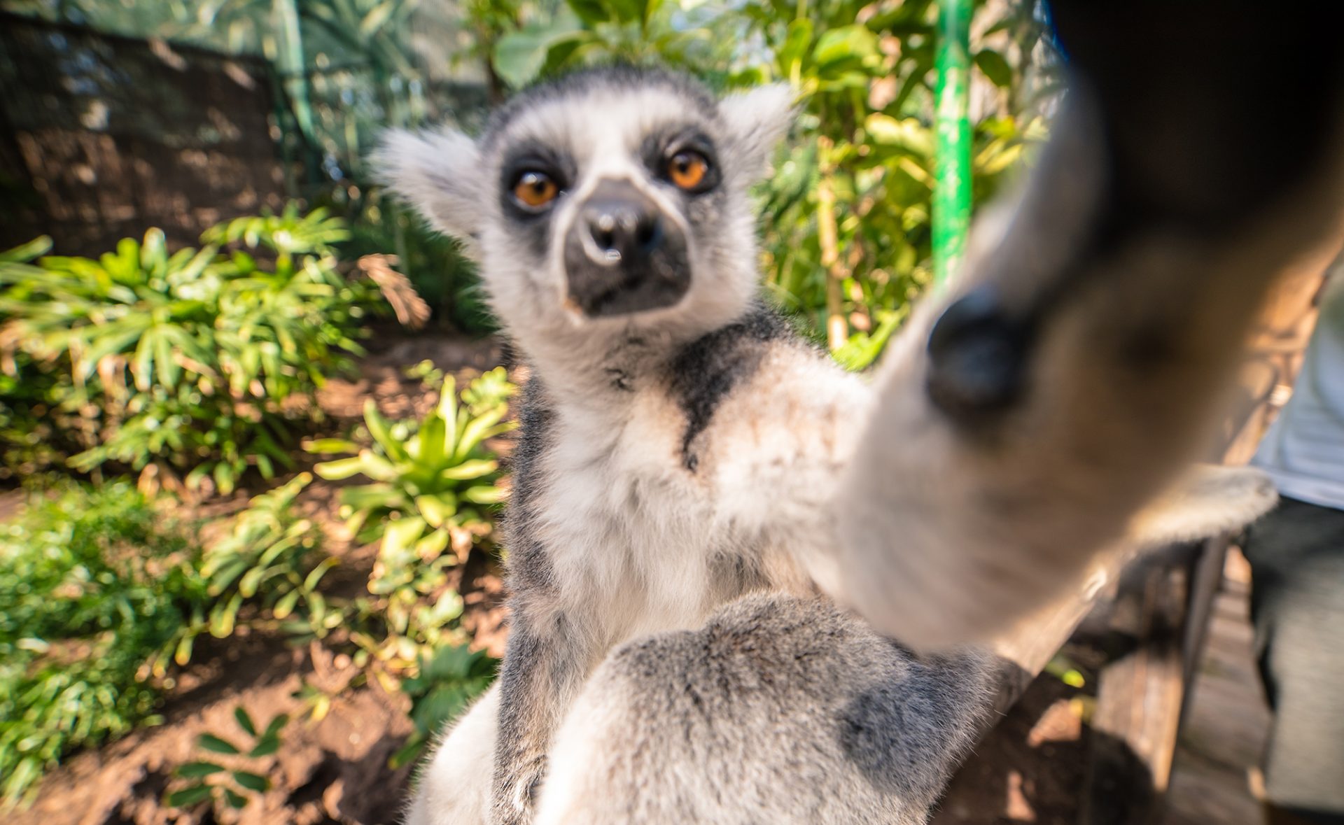 Lemur w parku Oasis Fuerteventura