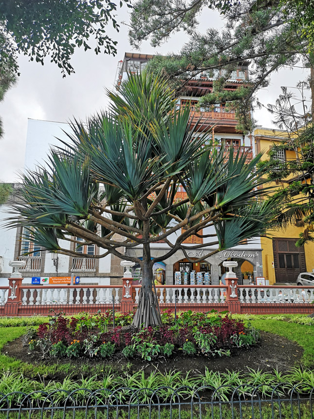 Tysiącletnie Smocze Drzewo, dracena smocza