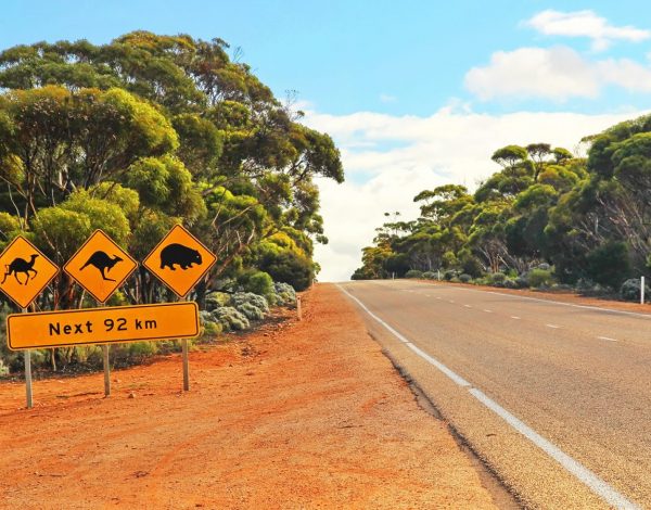 Niezwykłe zwierzęta Australii