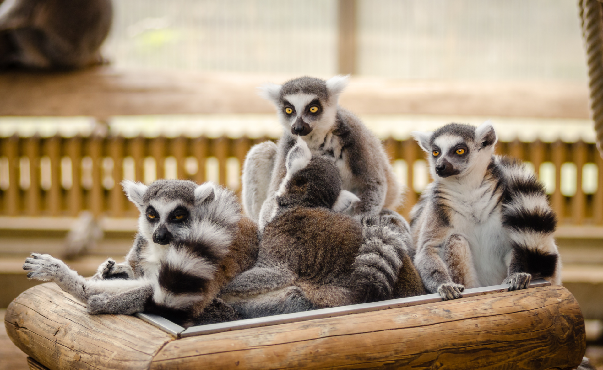 Madagaskar - lemury