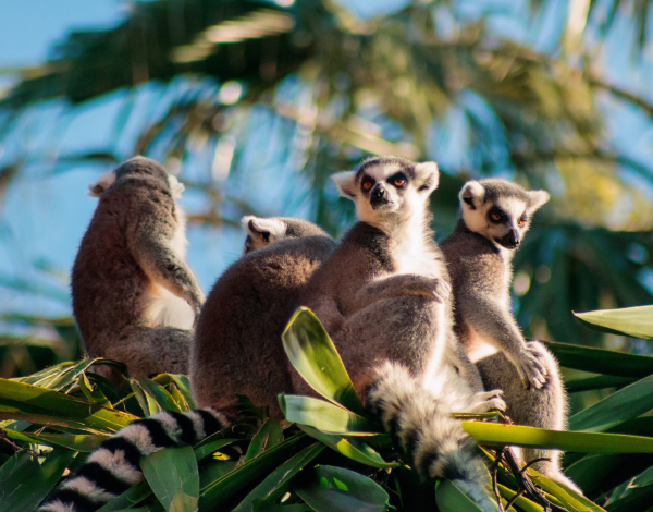 10 powodów, dla których warto odwiedzić Madagaskar