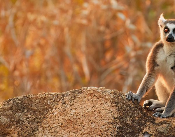 Madagaskar – tropikalna wyspa na końcu świata 