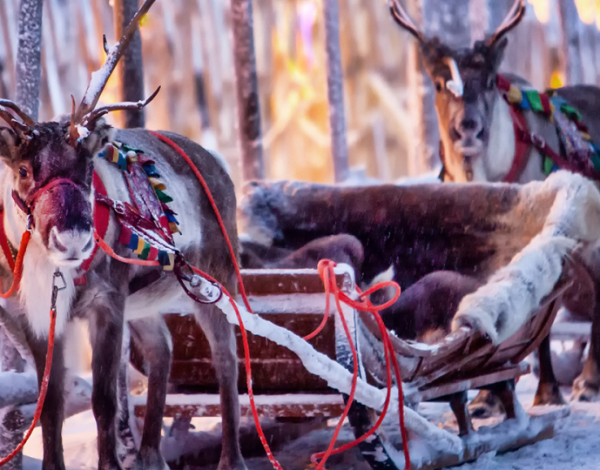 Laponia – gdzie mieszka Święty Mikołaj?