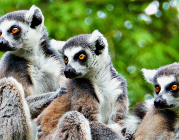 Madagaskar – co warto wiedzieć przed wyjazdem?