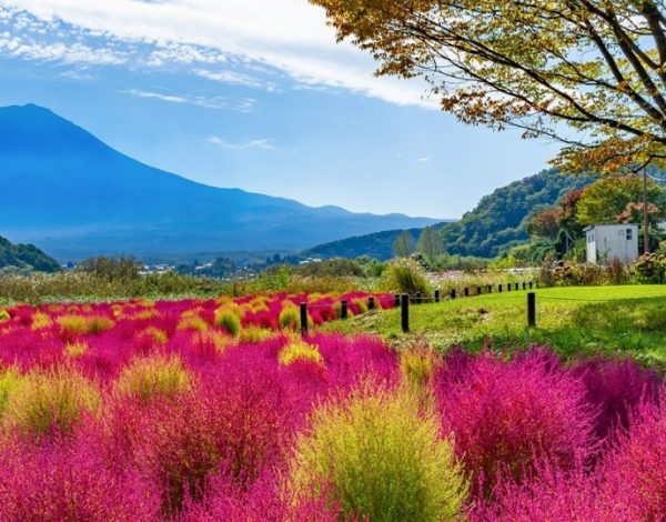 Kiedy jechać do Japonii, żeby uniknąć niepogody? 