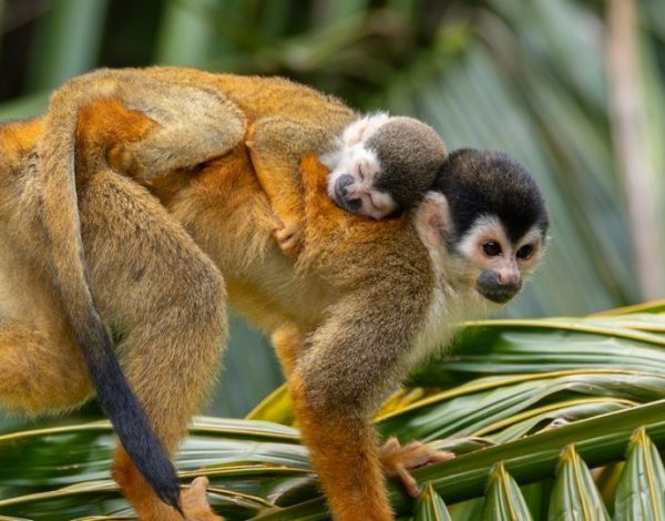 Jakie zwierzęta spotkasz podczas podróży do Kostaryki?